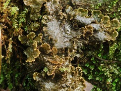 Peltigera cinnamomea