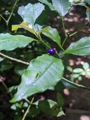 Psychotria suterella