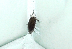 Porcellionides sexfasciatus