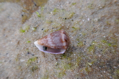 Conus aplustre
