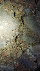 Pituophis catenifer affinis