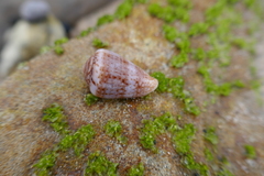 Conus aplustre