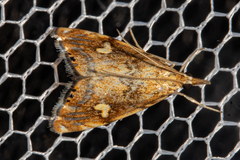 Glaucocharis leucoxantha