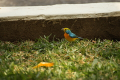 Passerina leclancherii