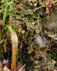 Peltigera cinnamomea
