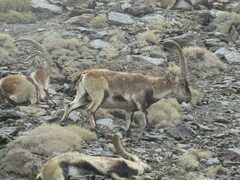 Capra pyrenaica