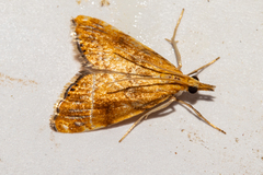 Glaucocharis leucoxantha