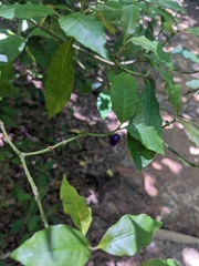 Psychotria suterella