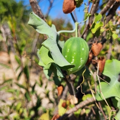 Ibervillea sonorae