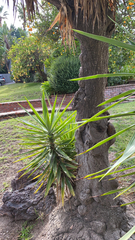 Yucca gigantea