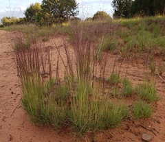 Muhlenbergia torreyi