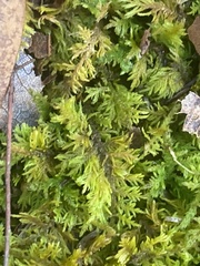 Thuidium