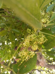 Casimiroa