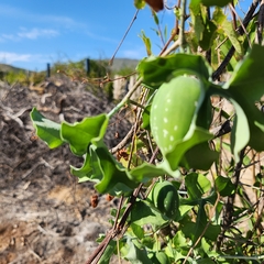 Ibervillea sonorae