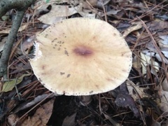 Amanita amerirubescens