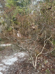 Vaccinium elliottii