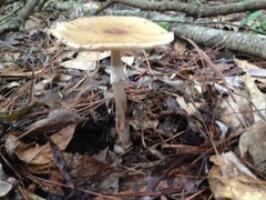 Amanita amerirubescens