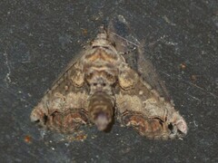 Paectes abrostoloides