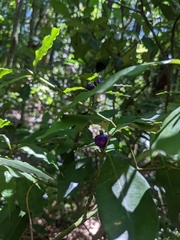 Psychotria suterella