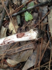 Amanita amerirubescens