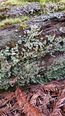 Cladonia macilenta