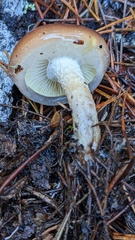 Pholiota velaglutinosa