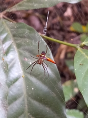 Micrathena militaris