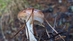 Pholiota velaglutinosa