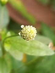 Acmella radicans