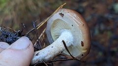 Pholiota velaglutinosa
