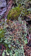 Cladonia macilenta