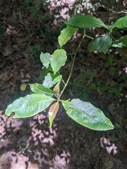 Psychotria suterella