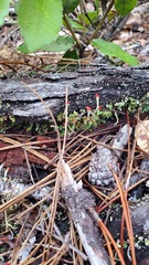 Cladonia macilenta