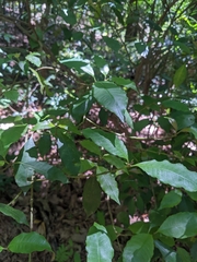 Psychotria suterella