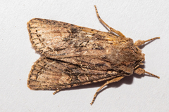 Ichneutica averilla