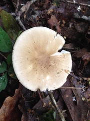 Amanita solaniolens