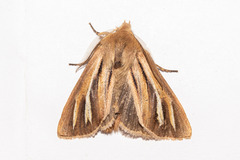 Ichneutica ceraunias
