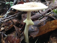 Amanita solaniolens