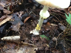 Amanita solaniolens