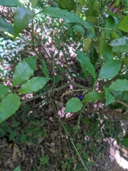 Psychotria suterella