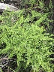 Gleichenia