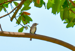 Muscicapa dauurica