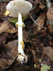 Amanita solaniolens