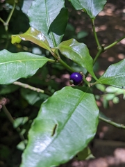 Psychotria suterella