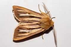 Ichneutica ceraunias