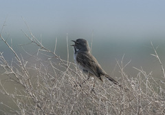 Artemisiospiza belli