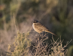 Artemisiospiza belli