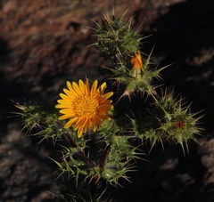 Berkheya spinosissima spinosissima