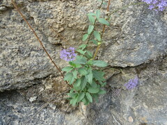 Trachelium caeruleum