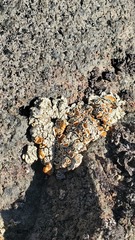 Rhizoplaca chrysoleuca